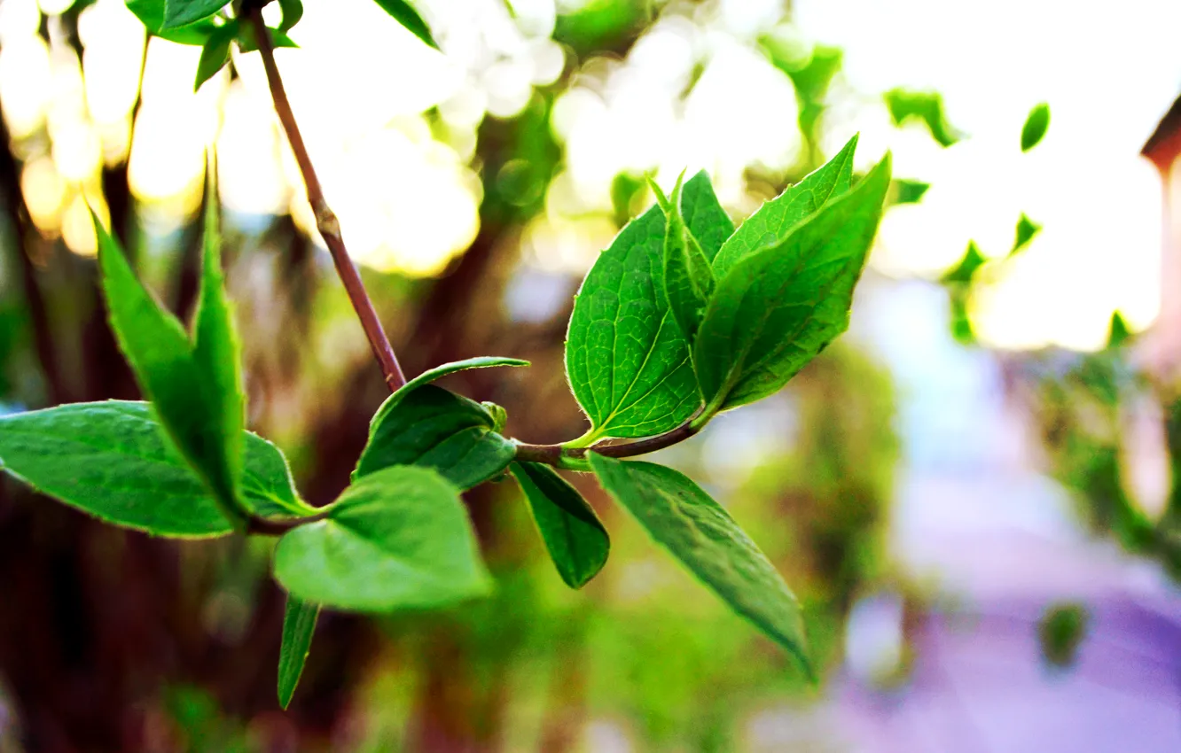 Фото обои зелень, листья, деревья, тепло, весна, кусты, spring