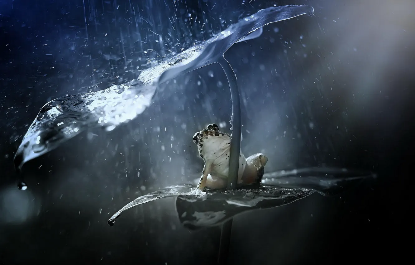 Фото обои брызги, лист, дождь, лягушка