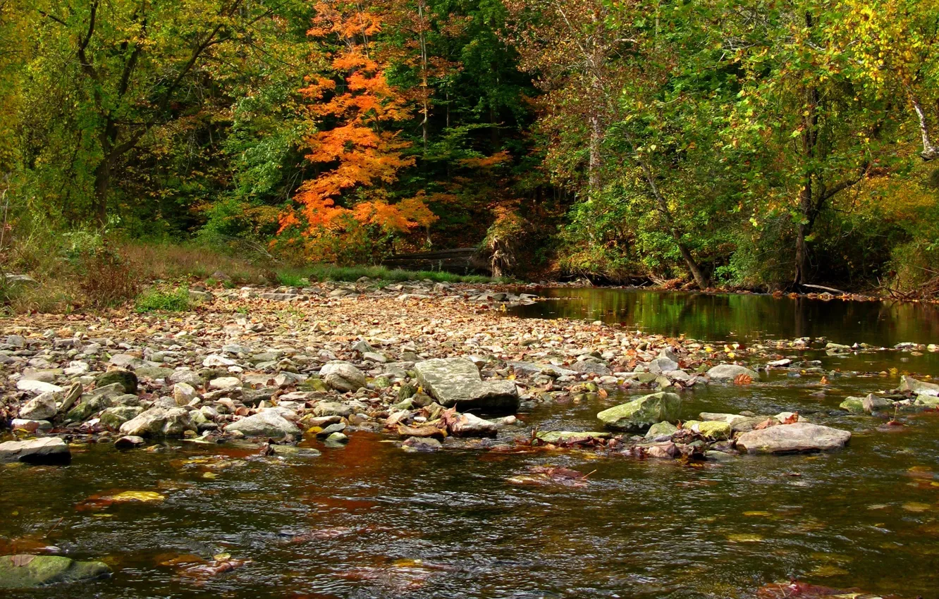 Фото обои осень, лес, деревья, река, forest, Nature, river, trees