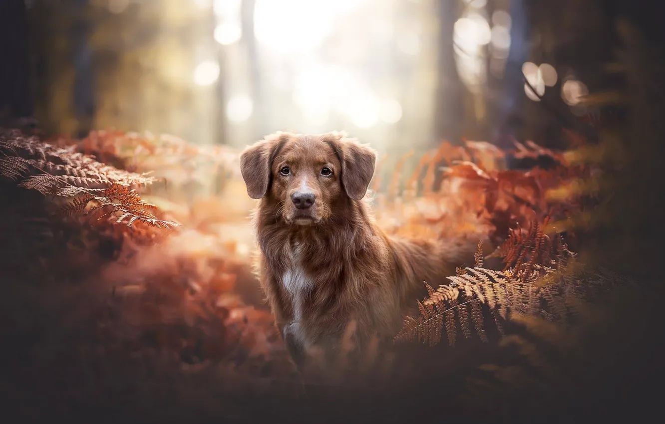 Фото обои лес, взгляд, собака, папоротник, боке, Новошотландский ретривер, Толлер