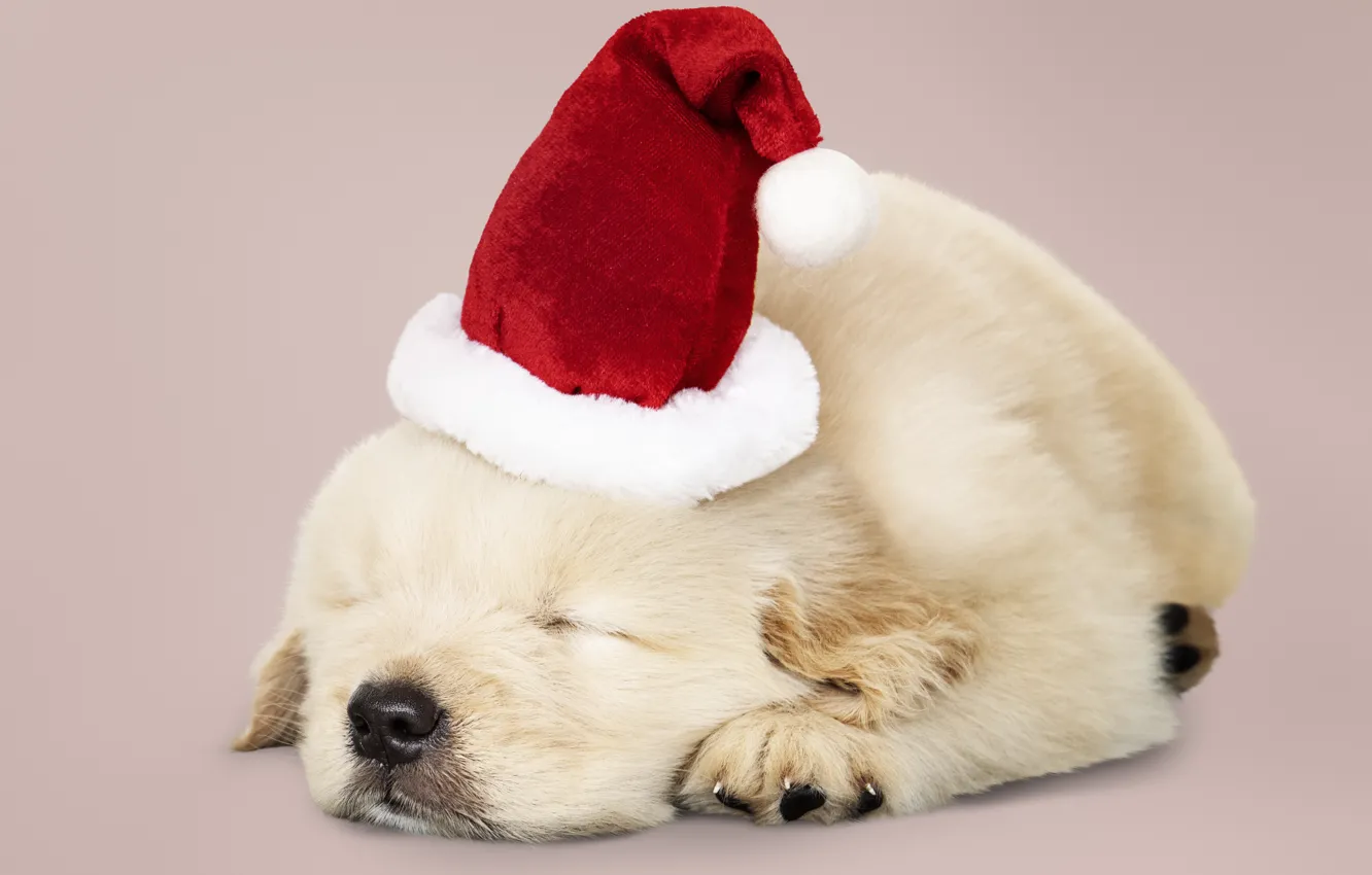 Фото обои собака, Новый Год, Рождество, щенок, санта, лабрадор, Christmas, puppy