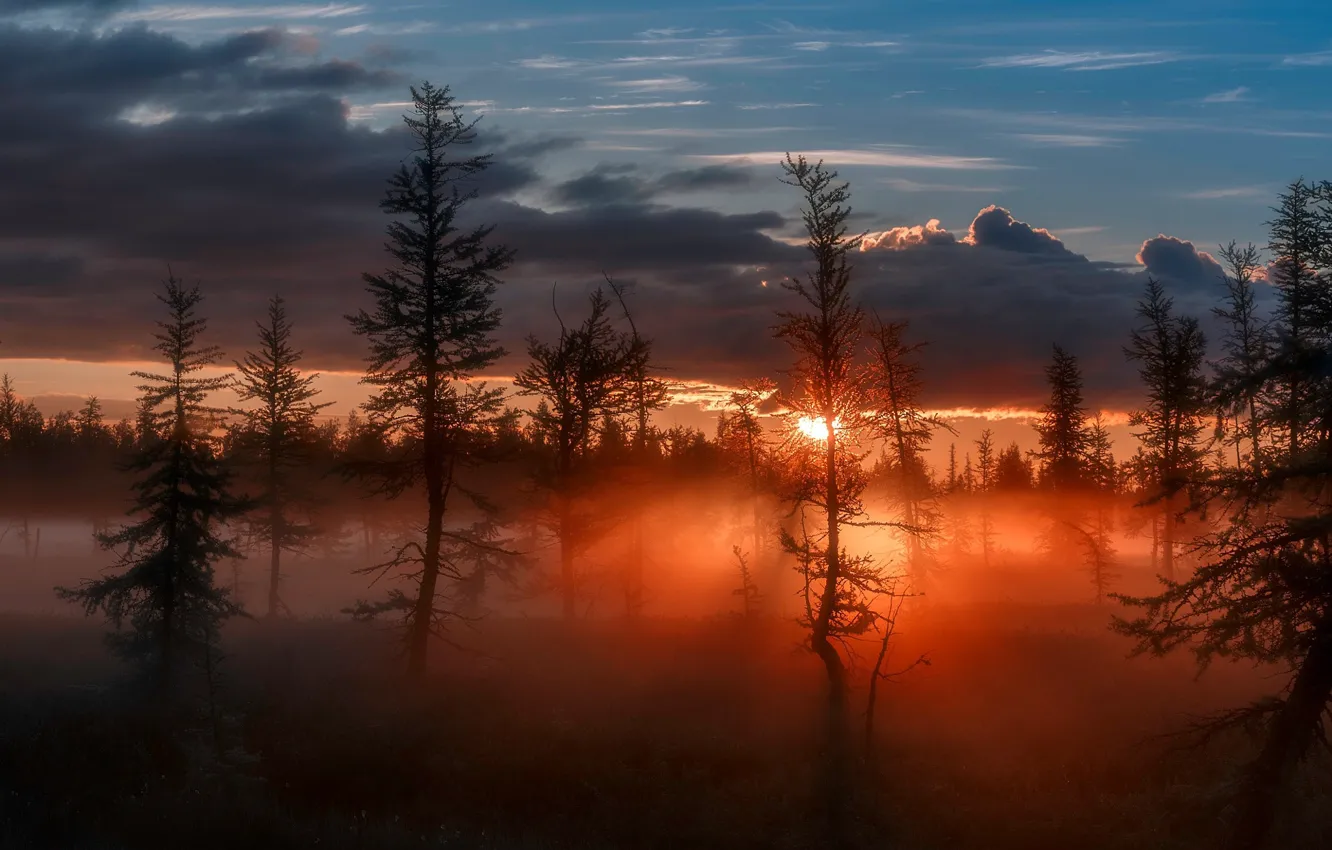 Фото обои лес, небо, солнце, свет, природа, вечер, утро