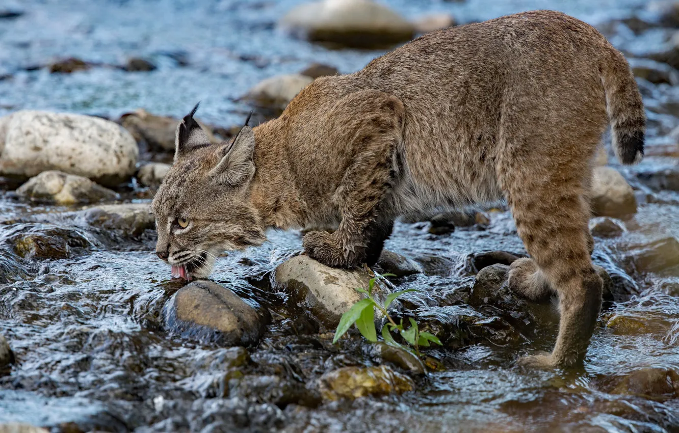 Фото обои вода, река, камни, жажда, рысь, дикая кошка