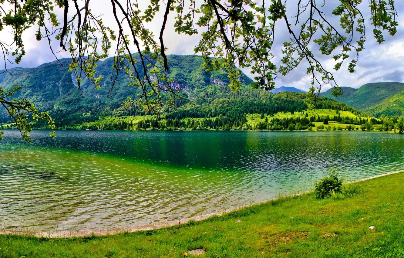 Фото обои зелень, лето, деревья, озеро, гора, Словения, Bohinj