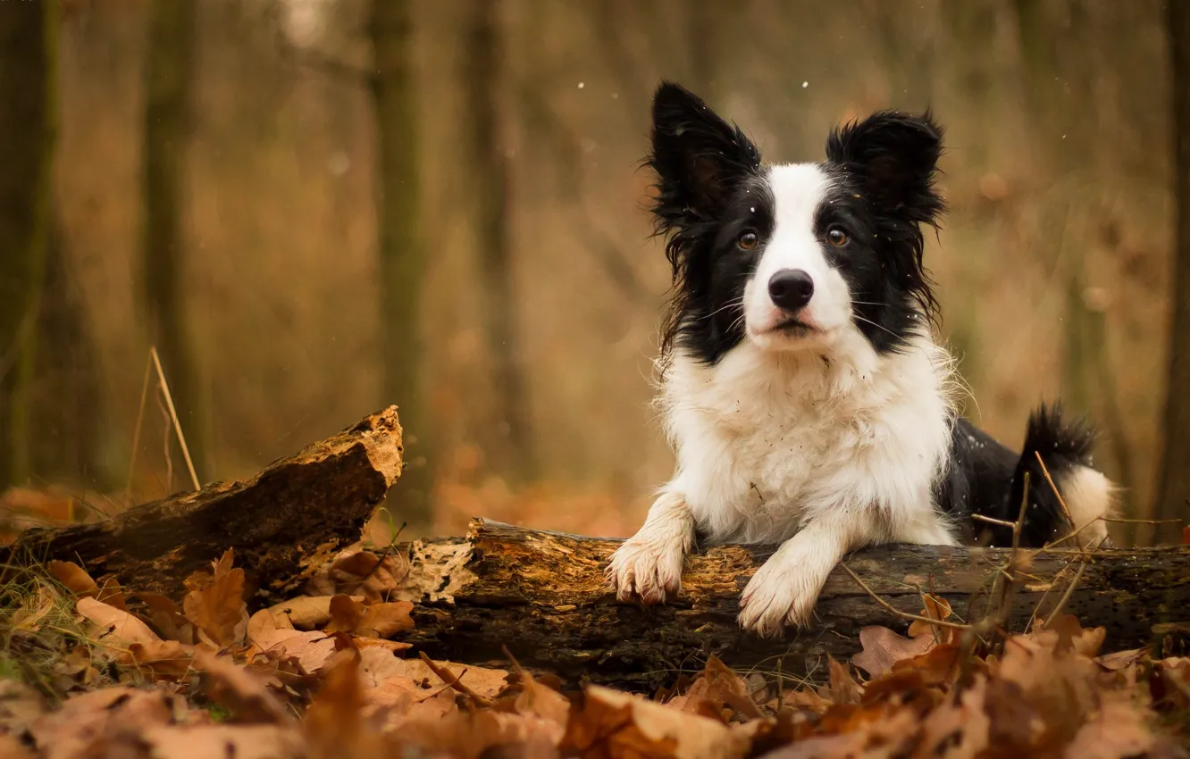 Фото обои осень, листья, собака, бревно
