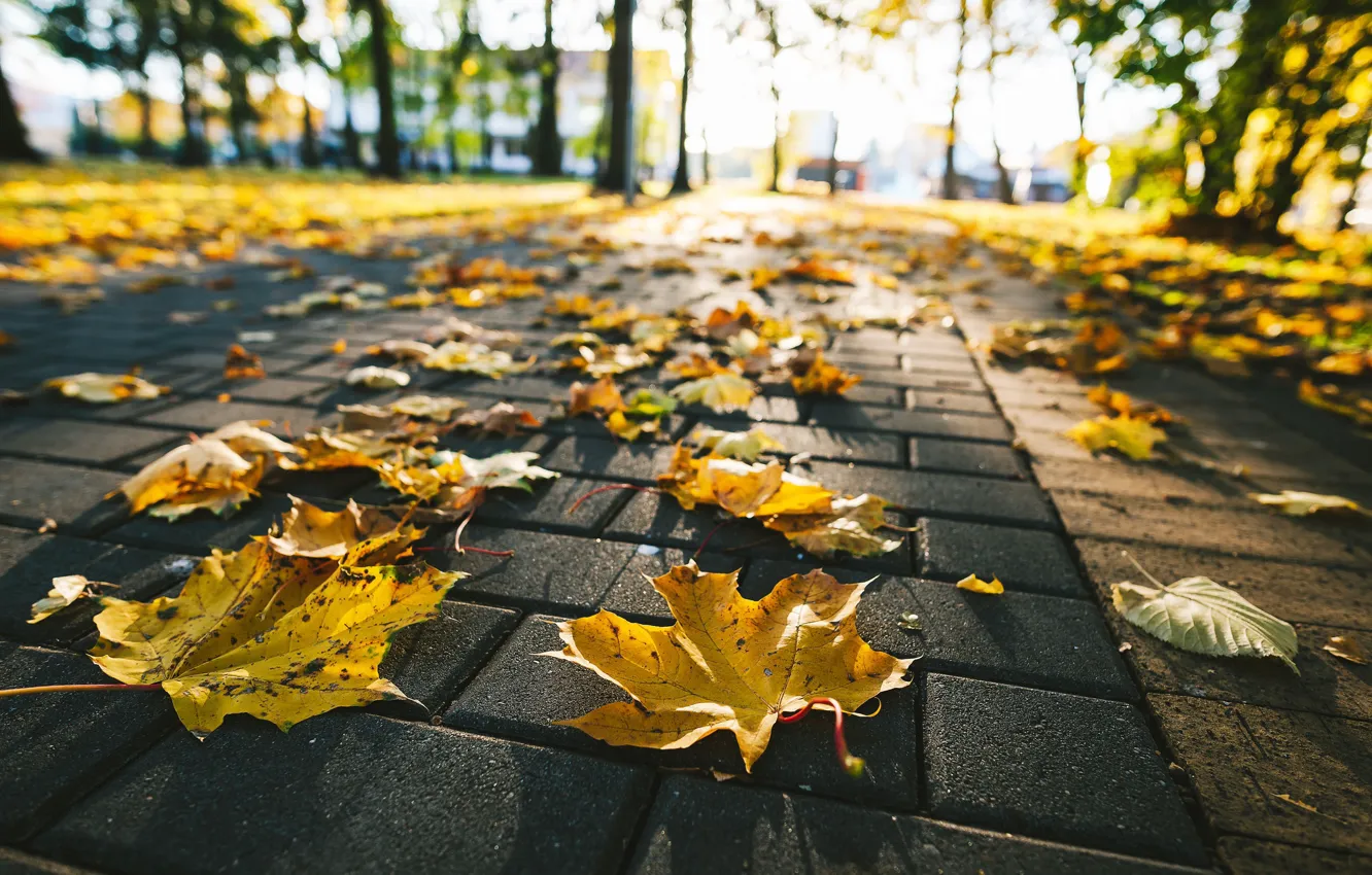 Фото обои осень, листья, улица