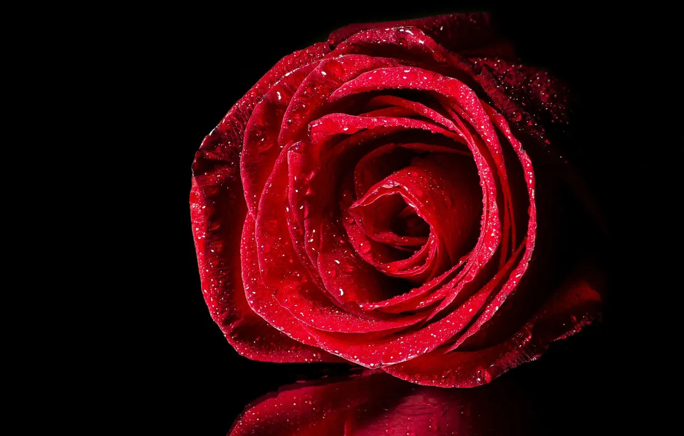 Фото обои вода, капли, отражение, роза, бутон, красная, чёрный фон