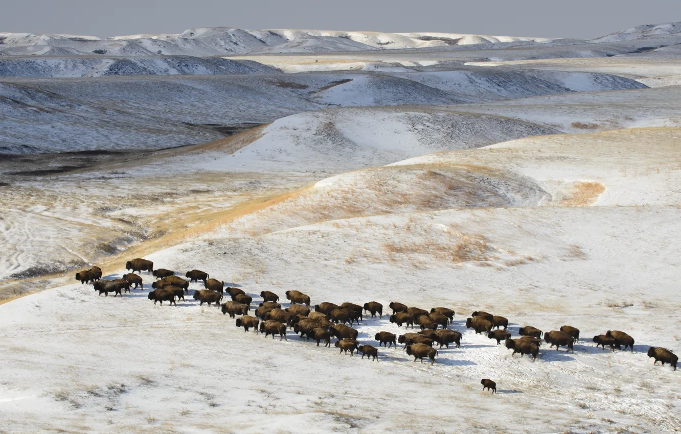 Фото обои зима, снег, стадо, бизоны