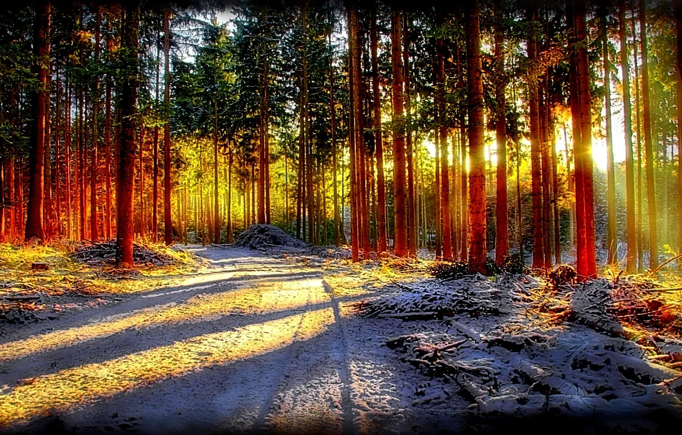 Фото обои forest, road, nature, snow, sunlight