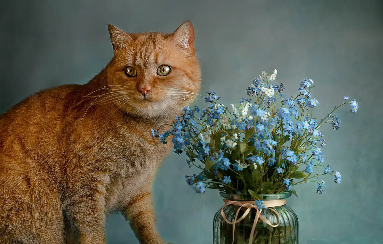 Фото обои кошка, кот, взгляд, морда, цветы, поза, рыжий, натюрморт
