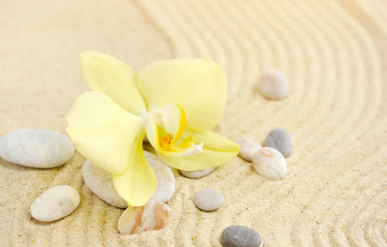 Фото обои песок, цветок, камни, орхидея