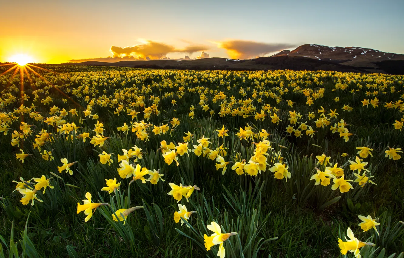 Фото обои поле, цветы, весна, желтые, нарциссы