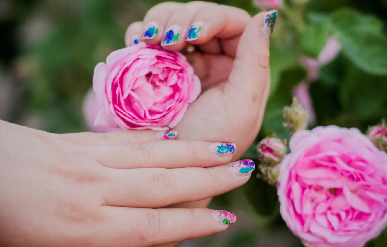 Фото обои природа, рука, весна, чайная роза, розЫ