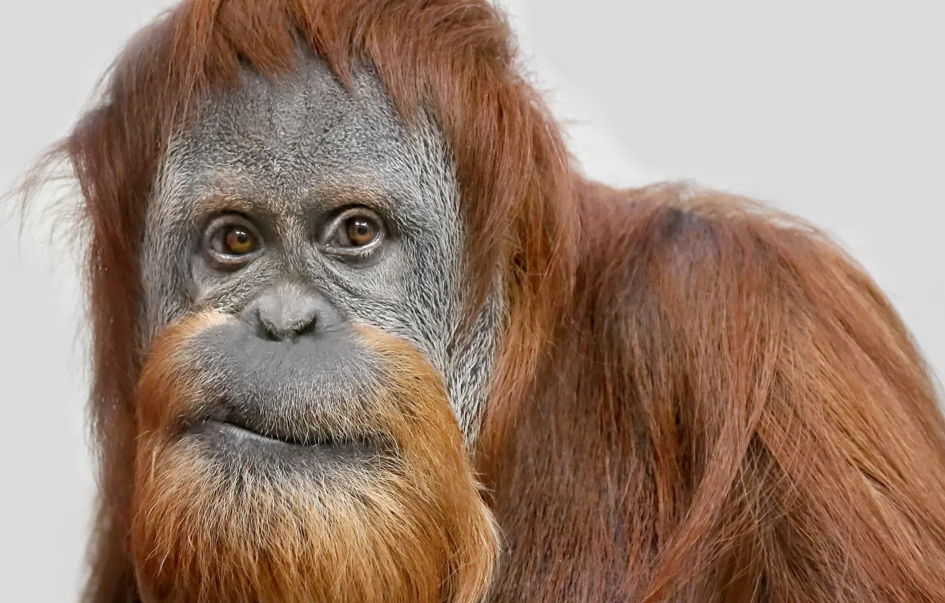 Фото обои взгляд, обезьяна, Sumatra Orang-Utan