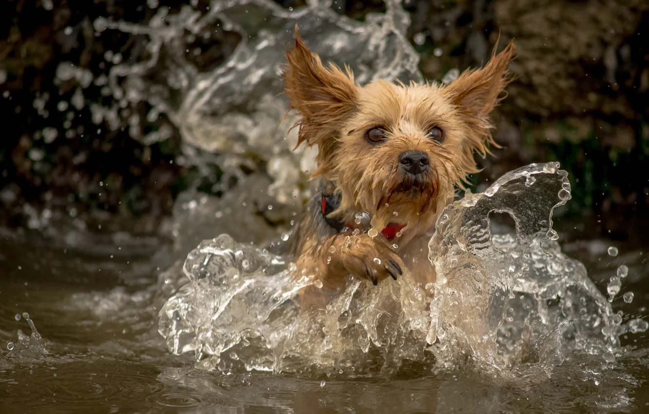 Фото обои вода, брызги, собака, йорк, Йоркширский терьер