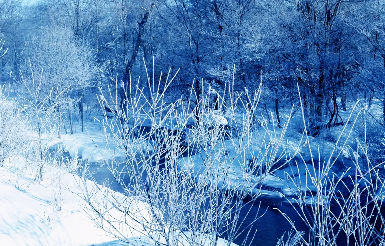 Фото обои лед, зима, деревья