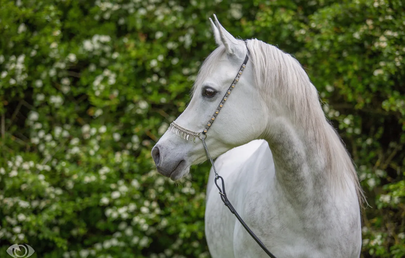 Фото обои конь, лошадь, грация, (с) OliverSeitz