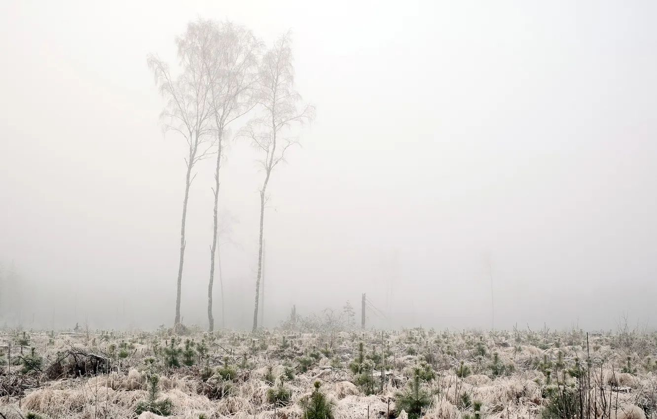 Фото обои зима, поле, деревья, туман