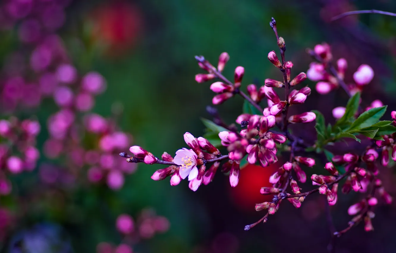 Фото обои ветка, весна, Asetskaya, Purple Spring