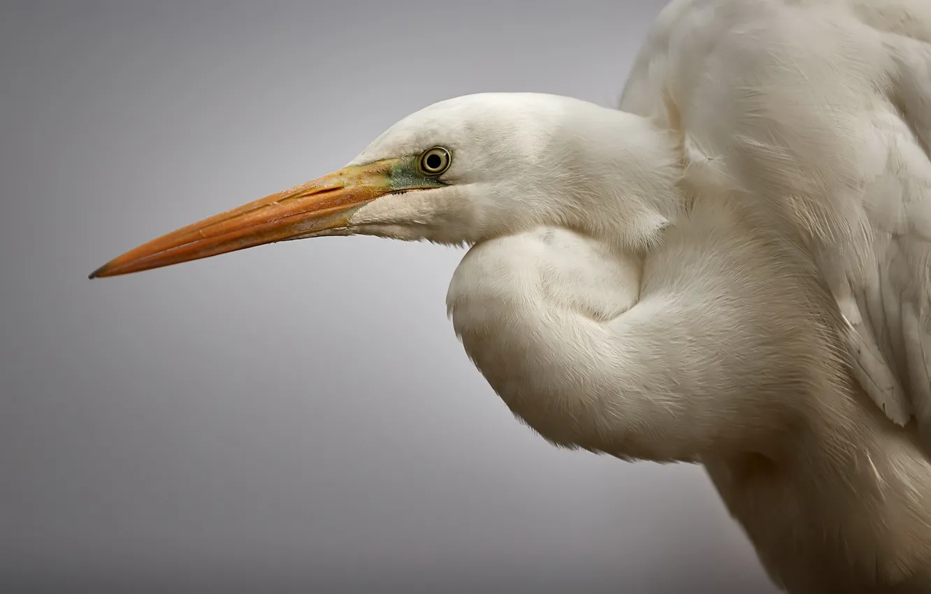 Фото обои фон, птица, great egret