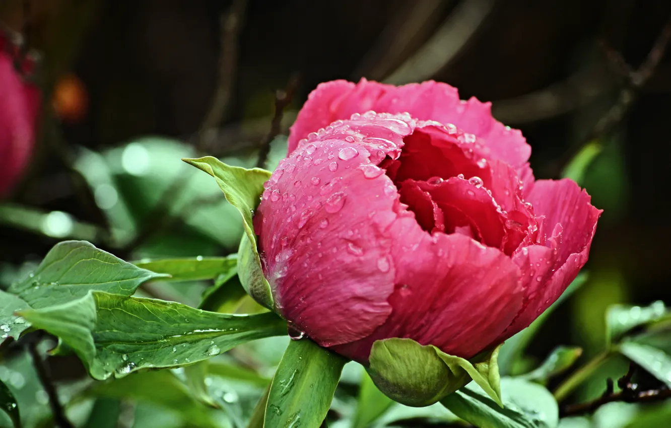 Фото обои капли, розовый, бутон, после дождя, пион