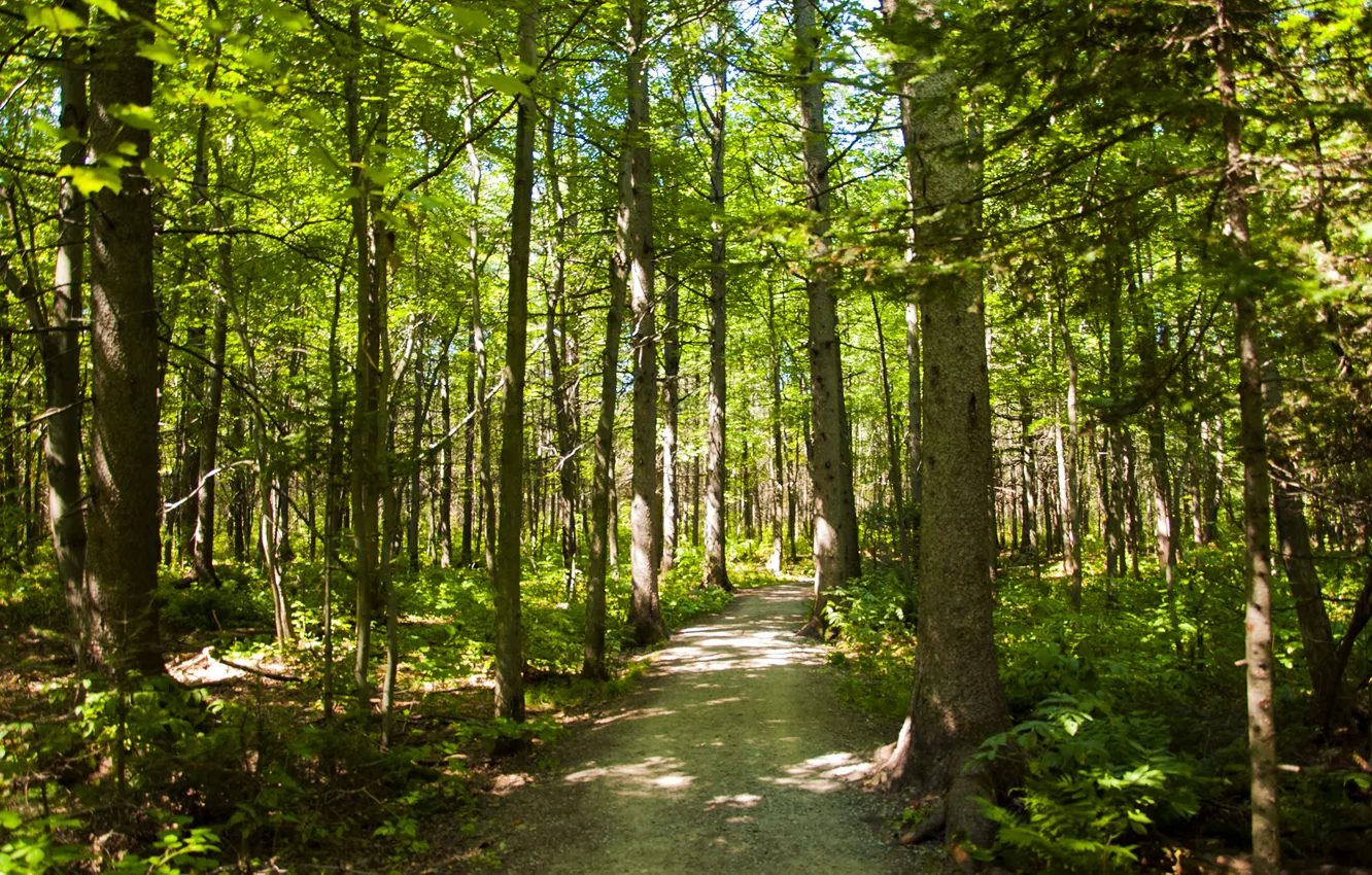 Фото обои Canada, Quebec, urban forest