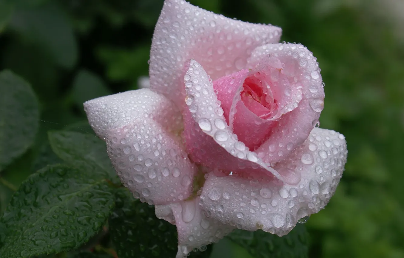 Фото обои цветок, капли, роса, розовая, нежность, роза, красота, лепестки