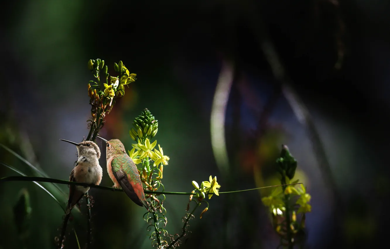 Фото обои цветы, птицы, природа, стебель, колибри, парочка, Thai Phung