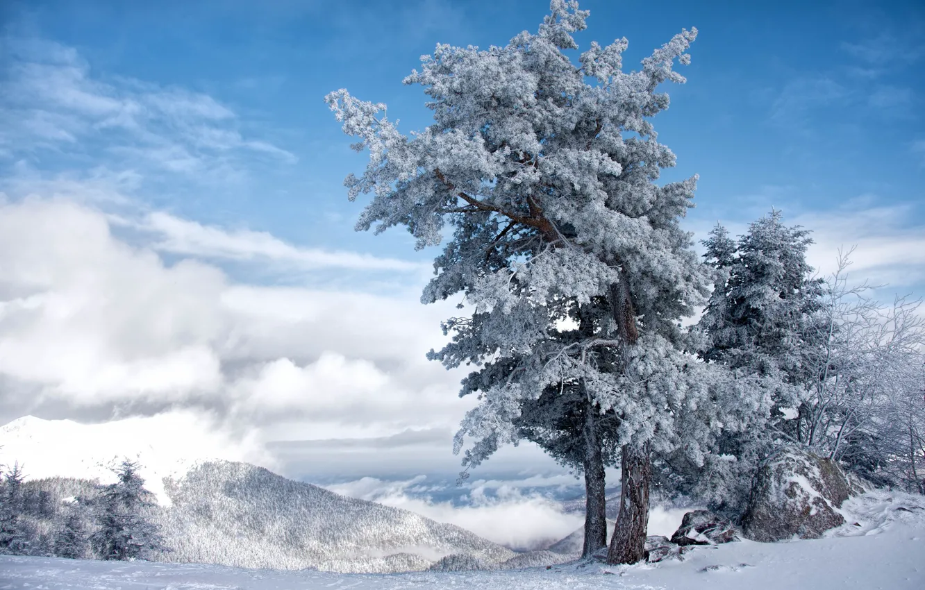 Фото обои Небо, Зима, Дерево