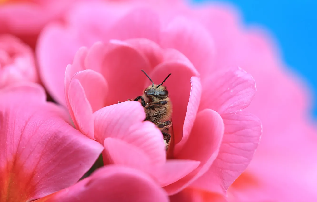 Фото обои flowers, petals, crop, bee, nectar