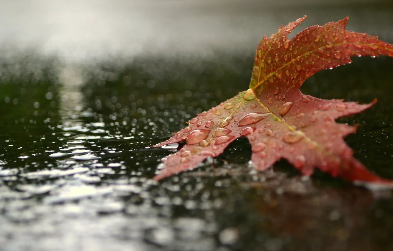 Фото обои осень, капли, макро, природа, лист