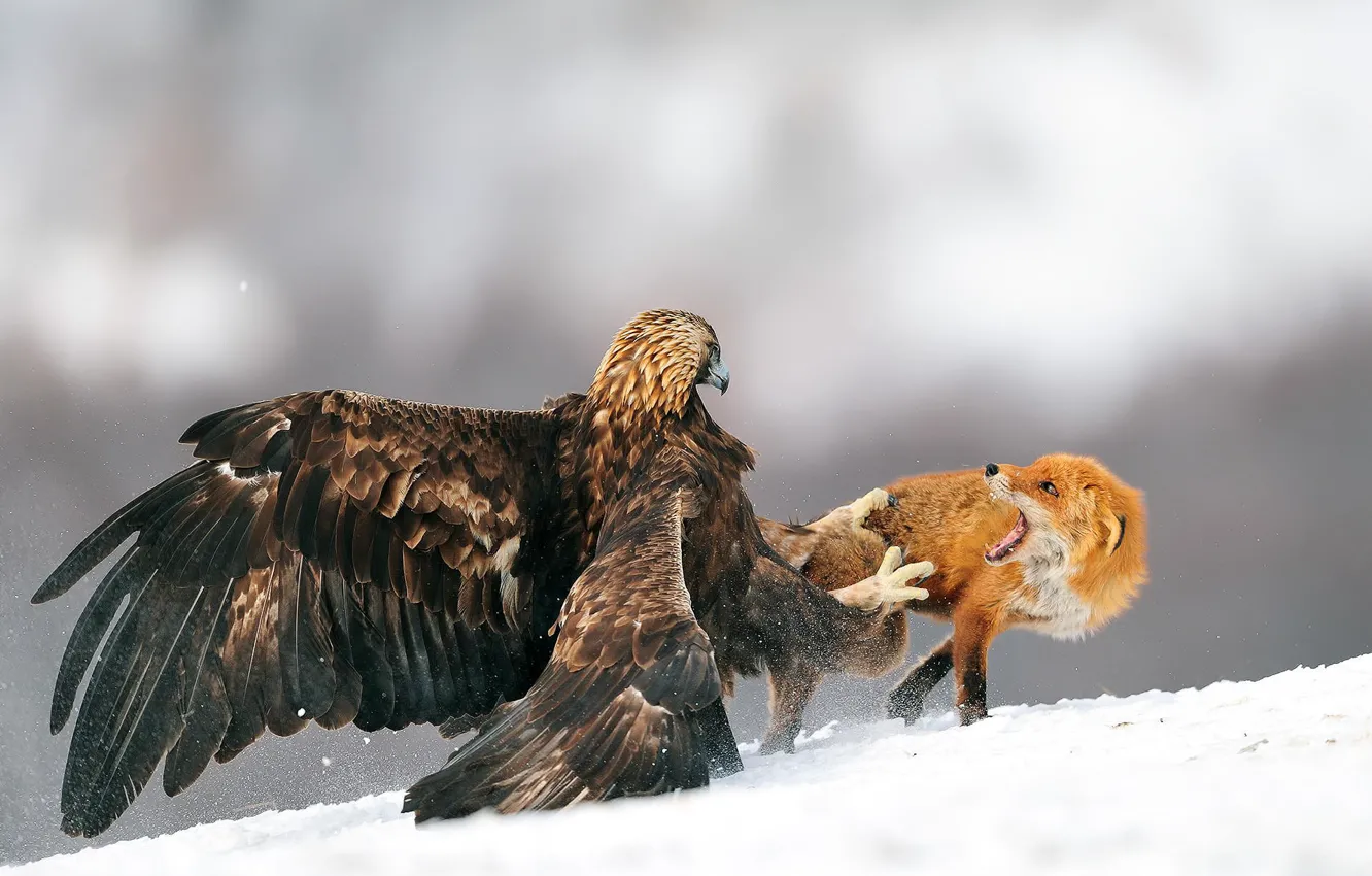 Фото обои зима, снег, птица, орел, лиса, орёл, битва