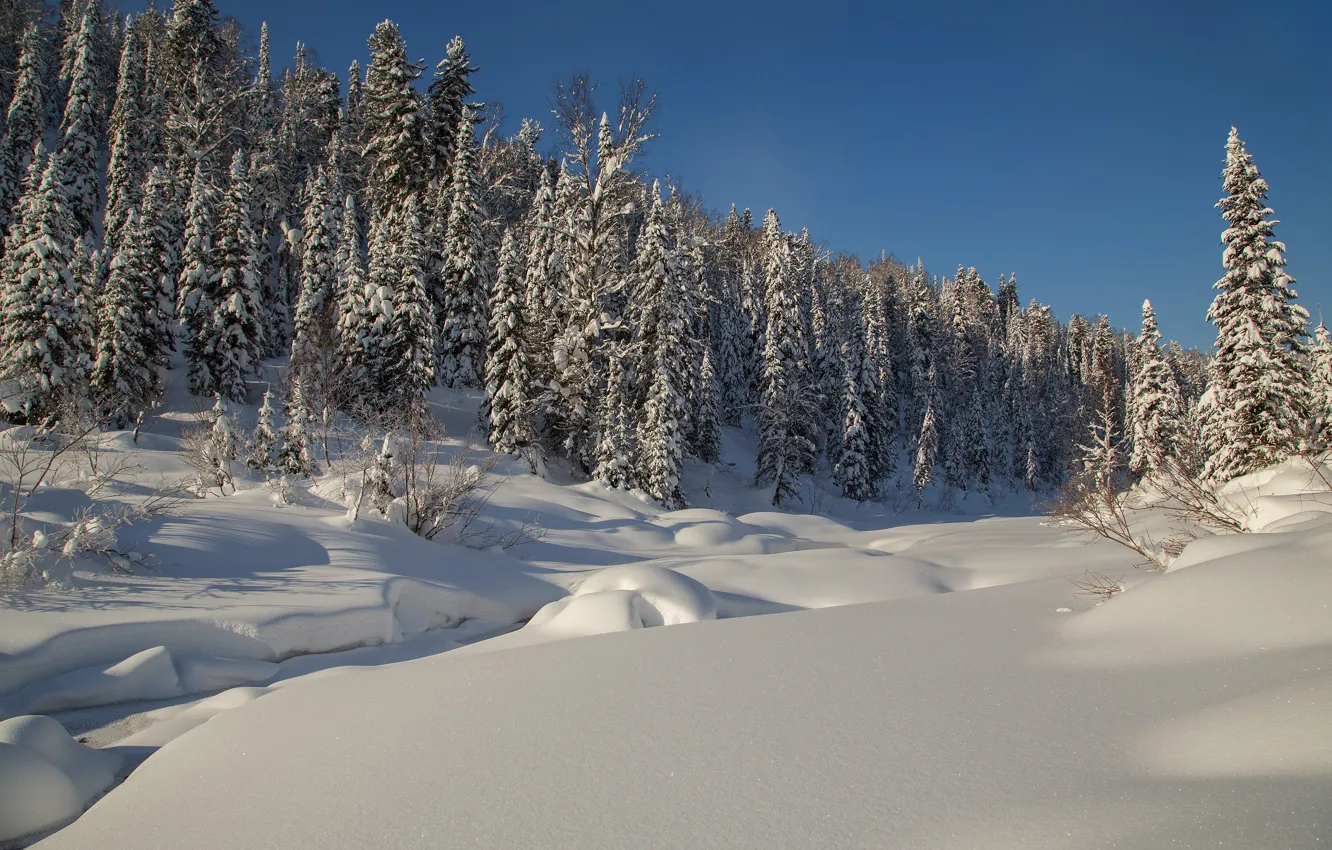 Фото обои зима, лес, снег, деревья, ели, сугробы, Россия, тайга