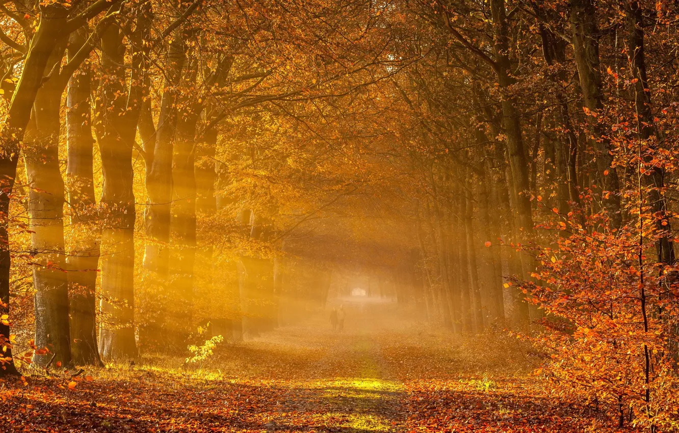 Фото обои autumn, fog, leaf
