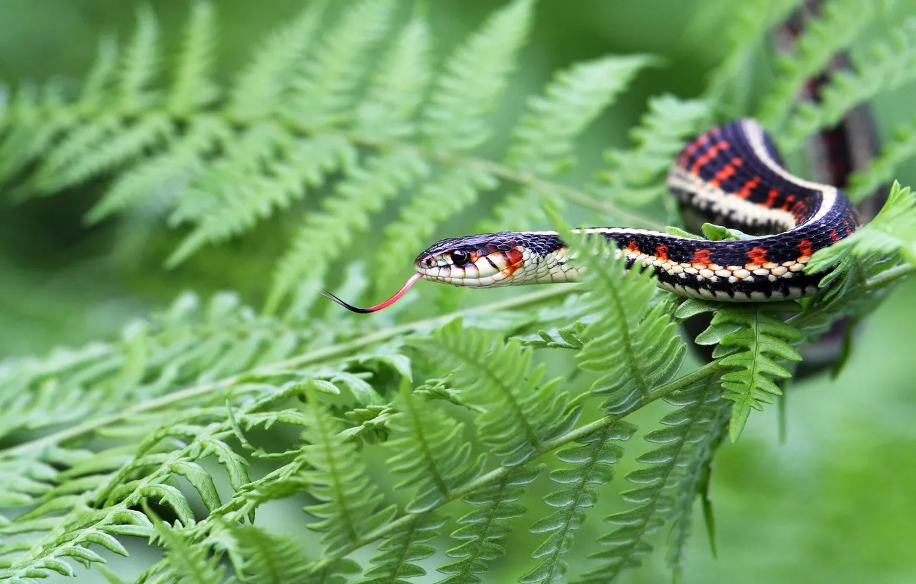 Фото обои папоротник, садовый уж, Подвязочная змея
