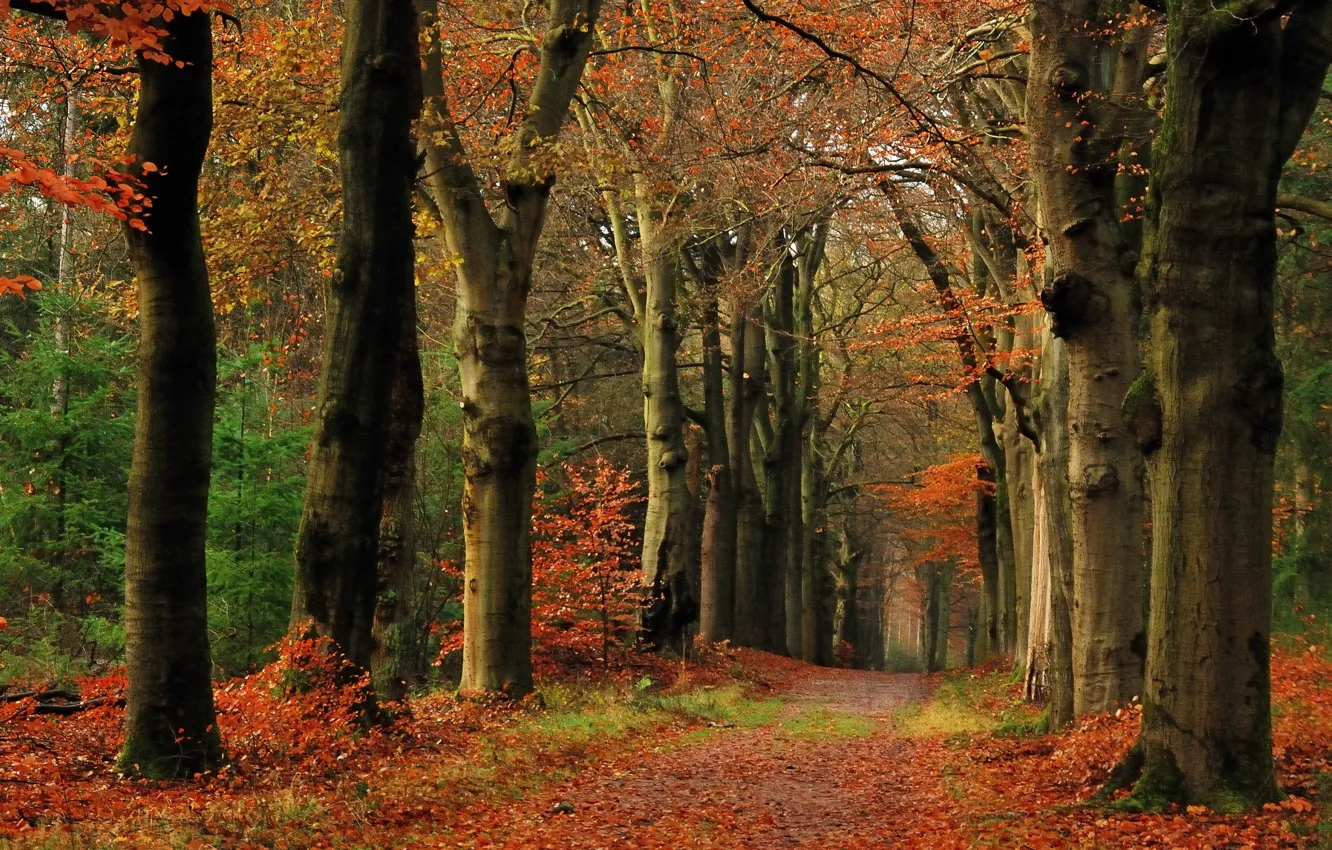 Фото обои дорога, осень, лес, листья, деревья, тропа, forest, Nature