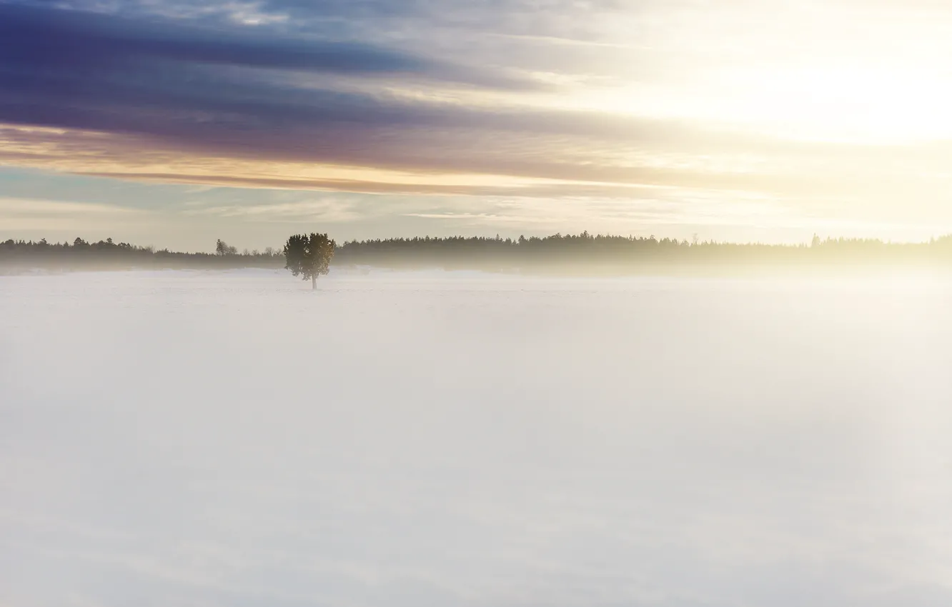Фото обои поле, лес, облака, свет, снег, туман, дерево, рассвет