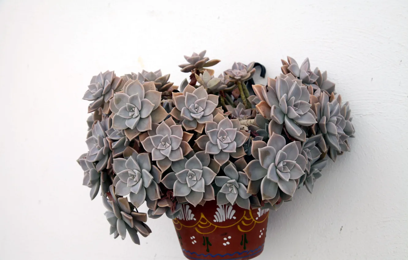 Фото обои кактус, горшок, суккуленты