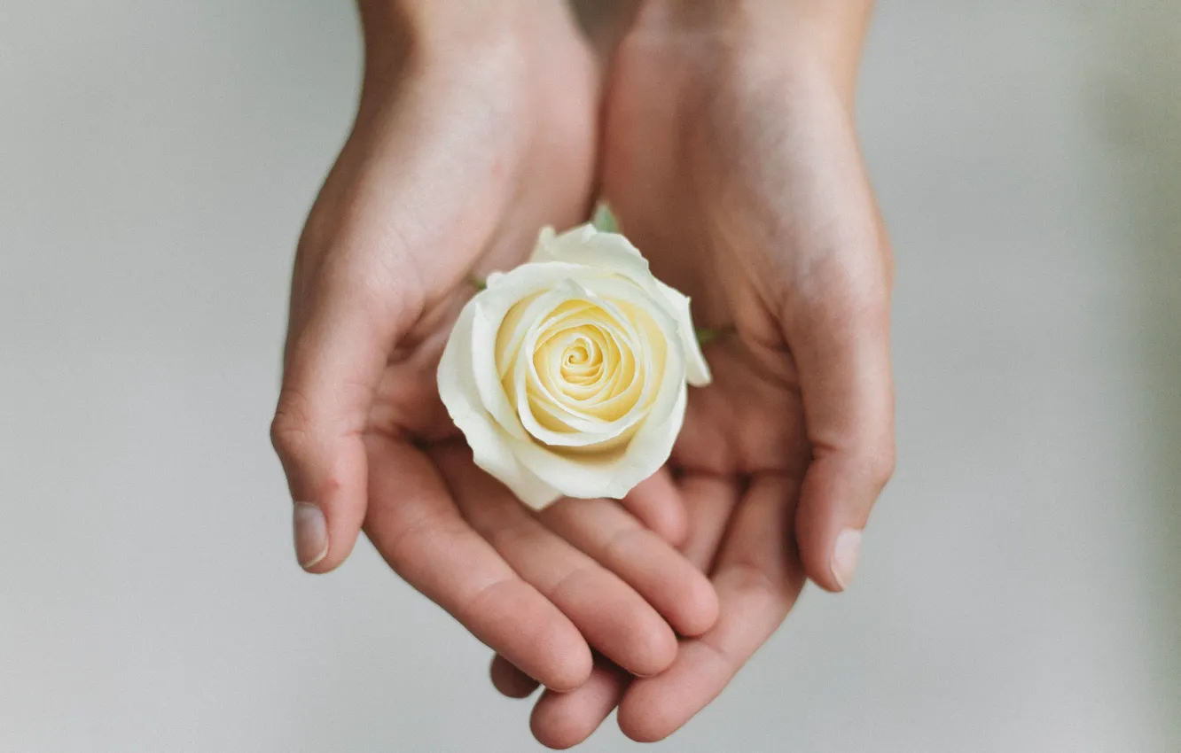 Фото обои цветок, роза, руки