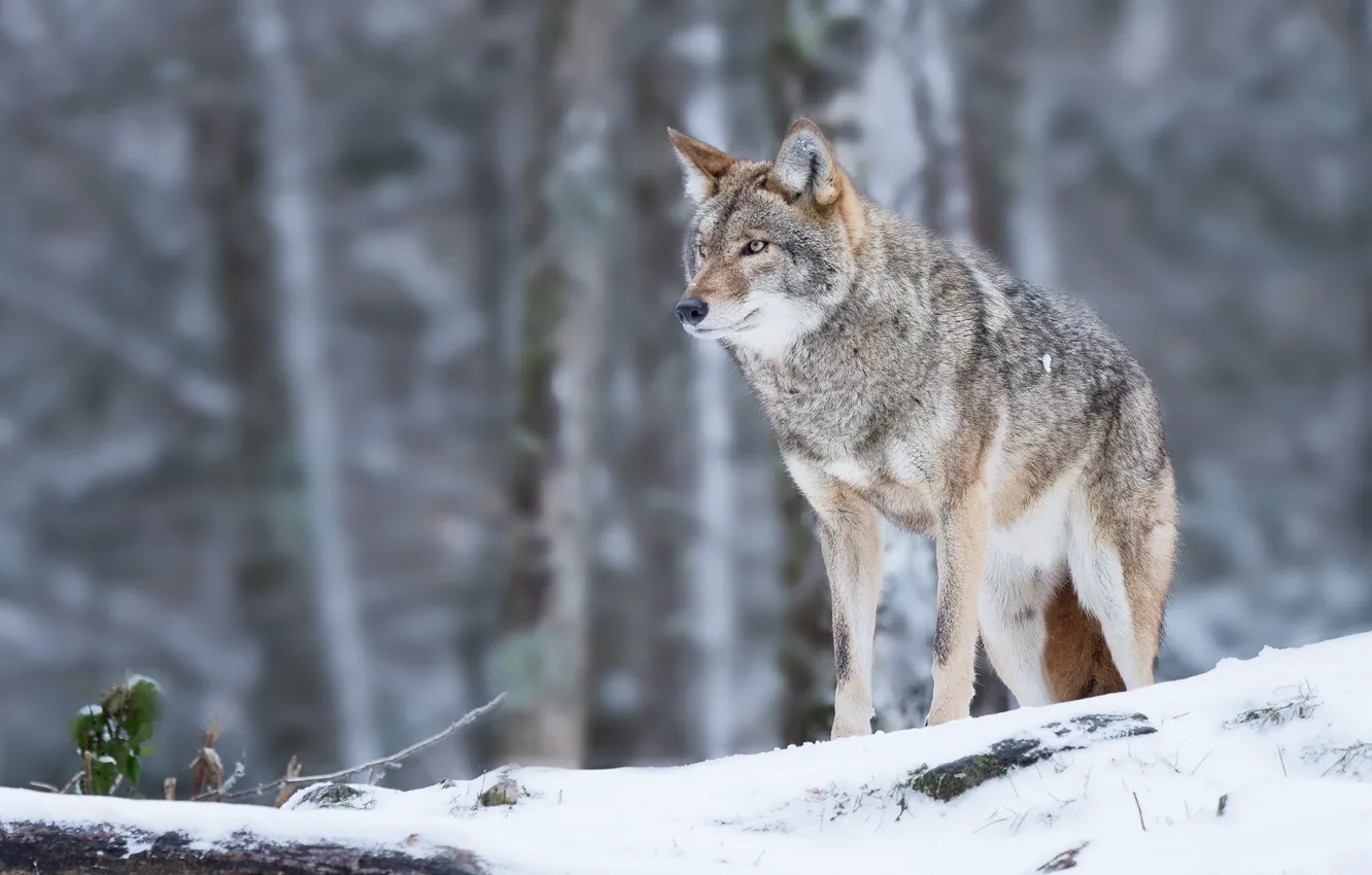Фото обои лес, снег, боке, Койот, Владимир Морозов, Луговой волк