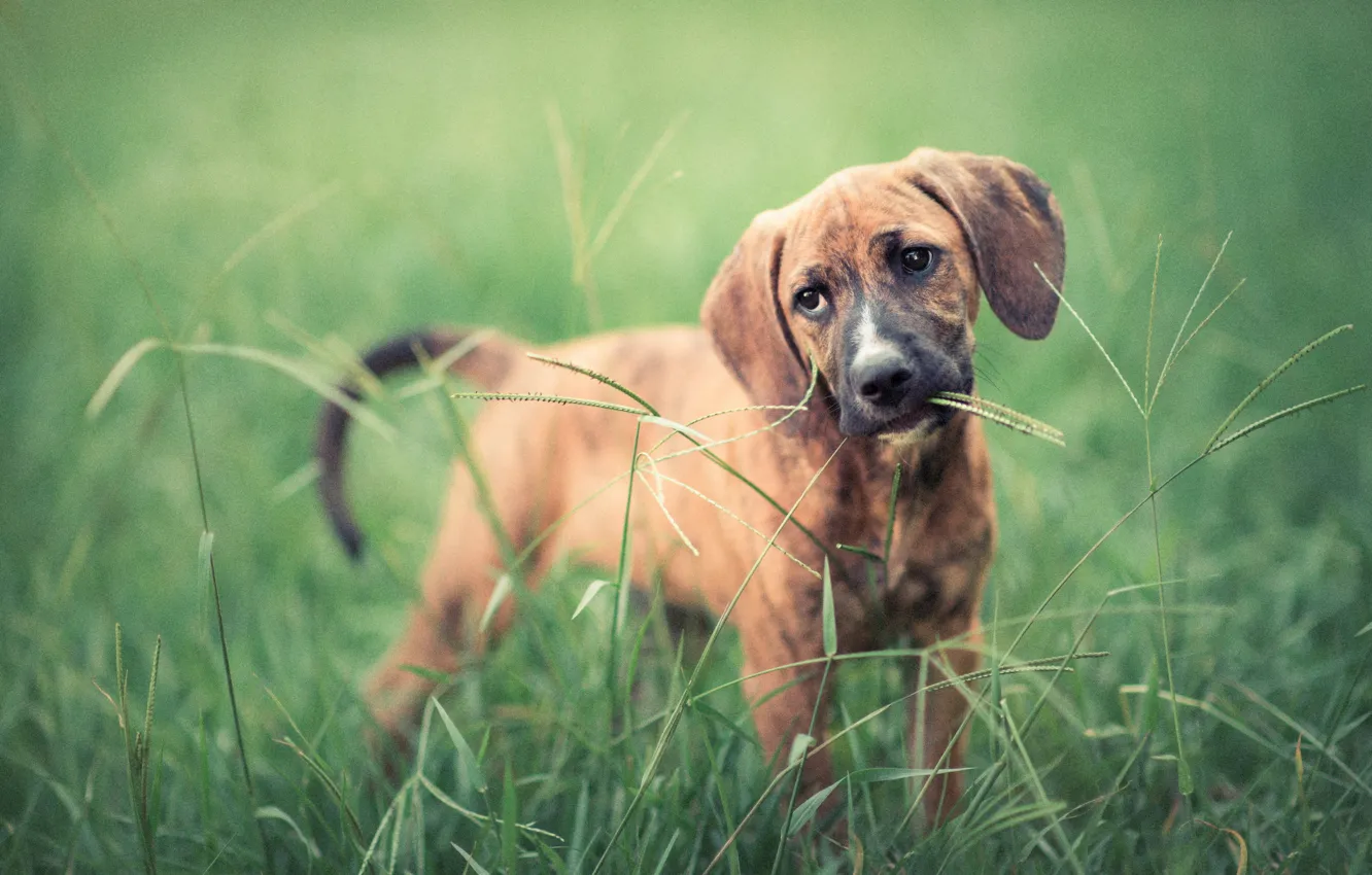 Фото обои взгляд, друг, собака, уши, травинка