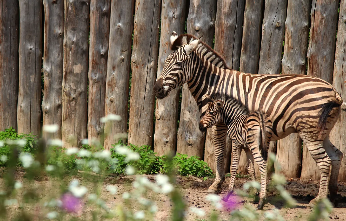 Фото обои забор, зебра, пара, детеныш, мама, зебры, жеребенок, зебренок