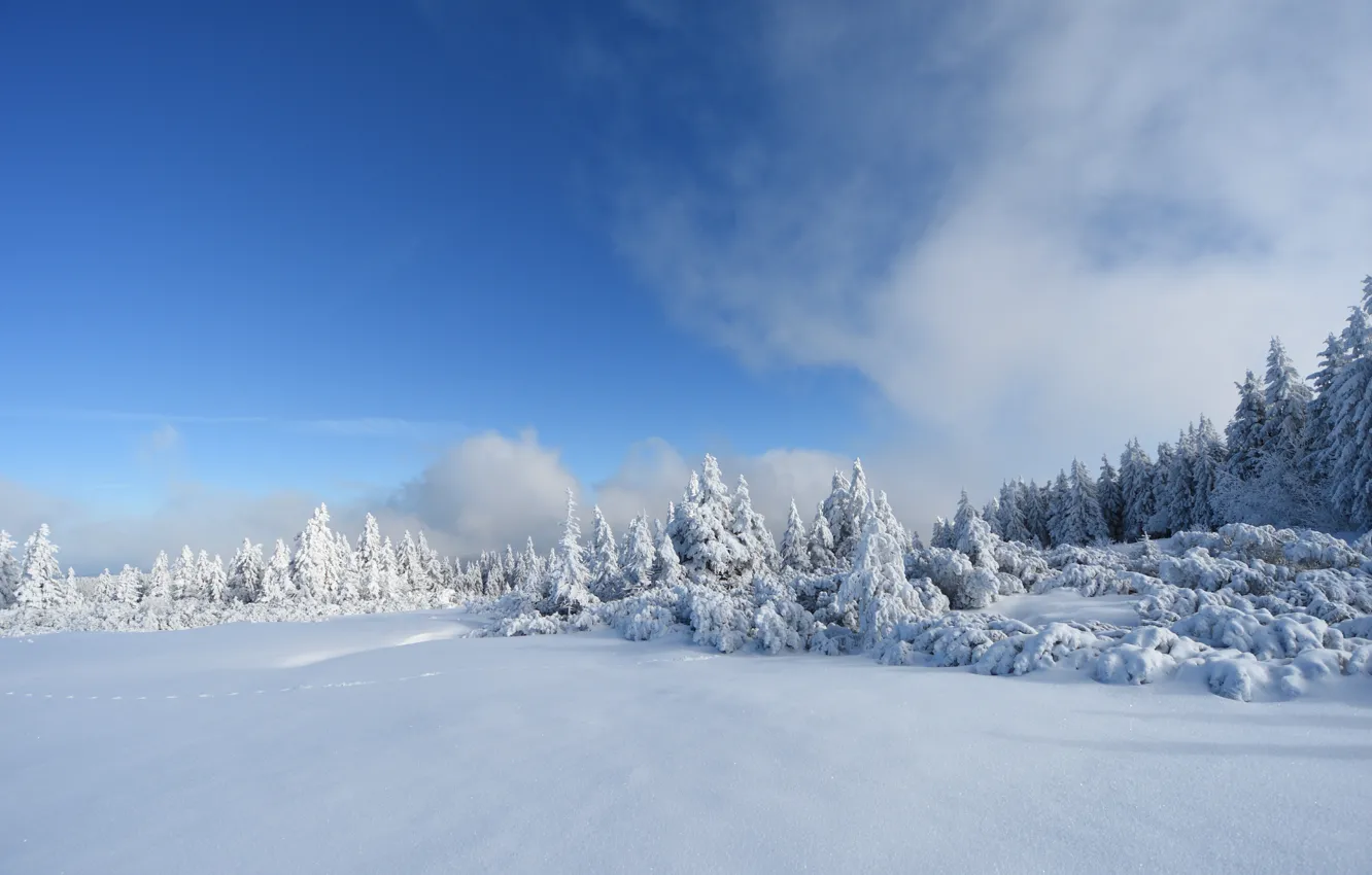 Фото обои Зима, Деревья, Снег, Мороз, Winter, Frost, Snow, Trees