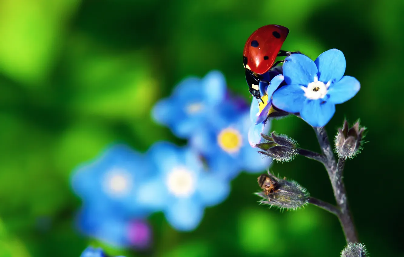 Фото обои цветок, растение, божья коровка, жук, лепестки, насекомое