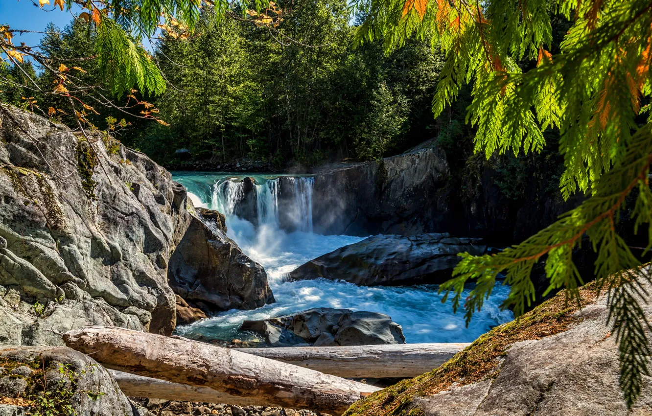 Фото обои лес, деревья, река, камни, водопад, Канада, бревна, British Columbia