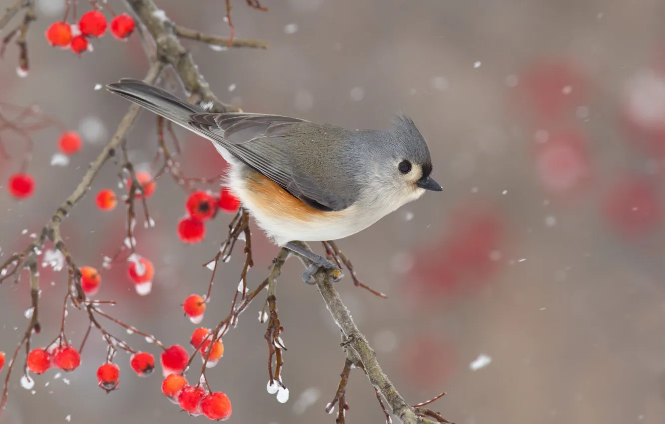 Фото обои зима, снег, природа, ягоды, птица, ветка, боке, хохлатая синица