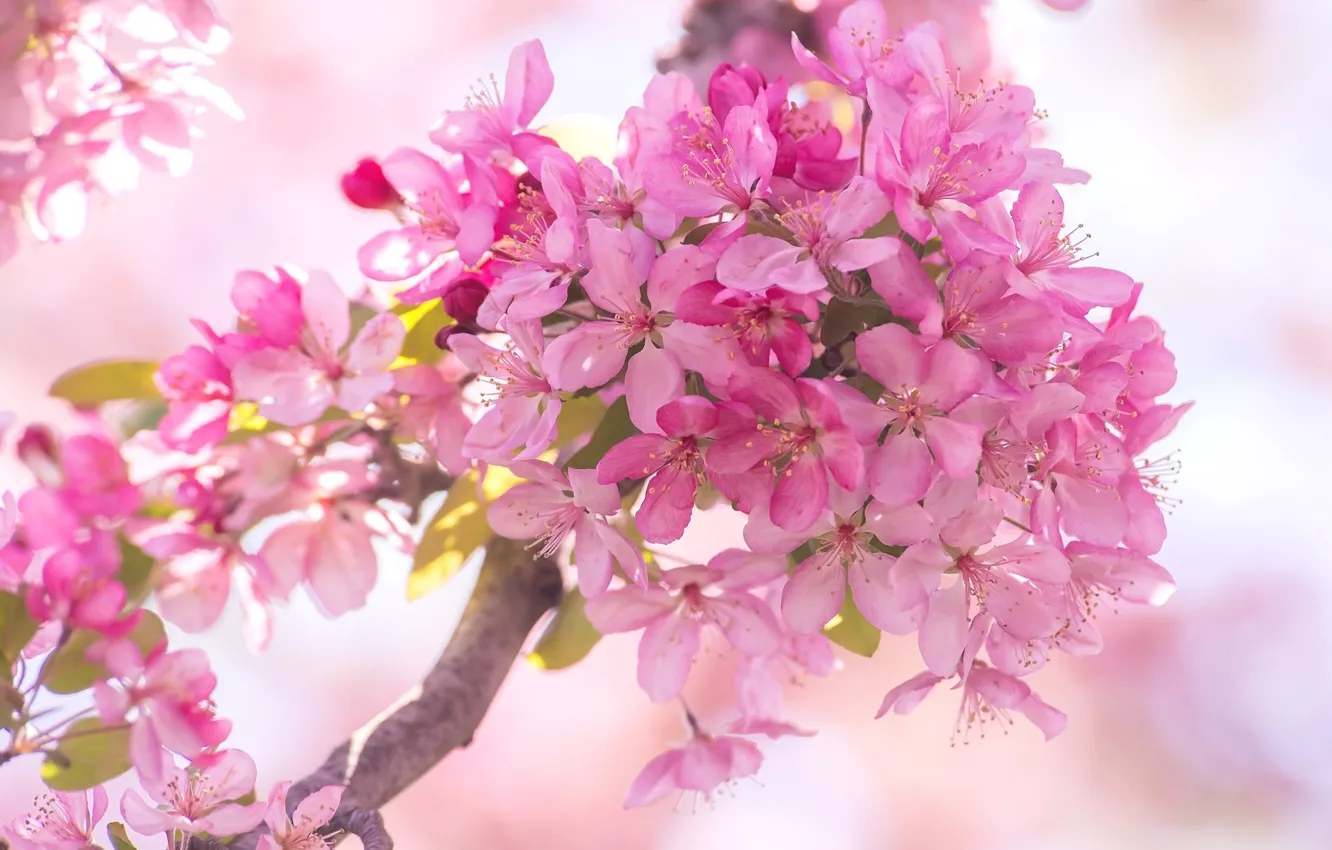 Фото обои весна, розовые цветочки, цветение яблони