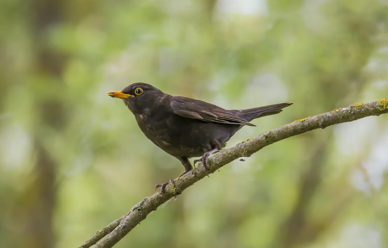 Дрозд чёрный (turdus Merula). Дрозд и черный Дрозд. Белогрудый Дрозд. Blackbird черный Дрозд.