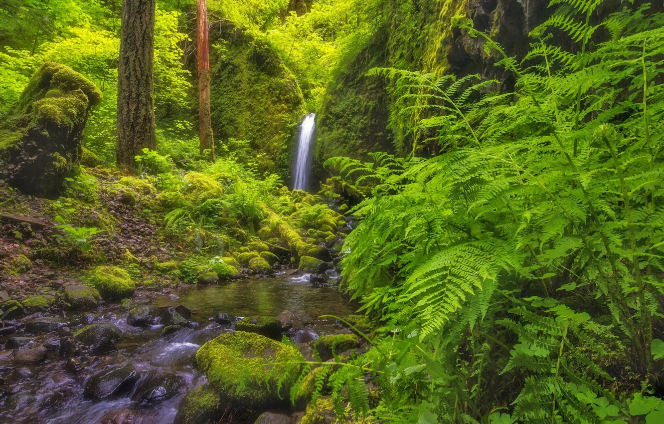 Фото обои лес, водопад, Орегон, речка, папоротник, Oregon, Columbia River Gorge, Mossy Grotto Falls
