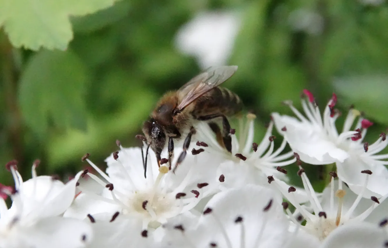 Фото обои цветы, пчела, весна, Кубань, Akela White